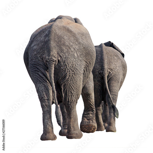 two elephants walking away isolated