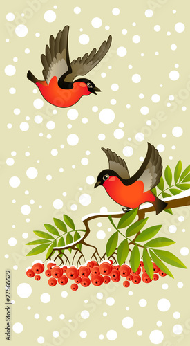 two red bullfinches on winter background