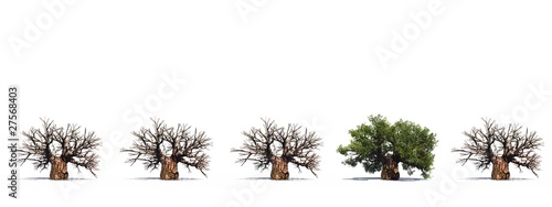High resolution 3D conceptual baobab trees