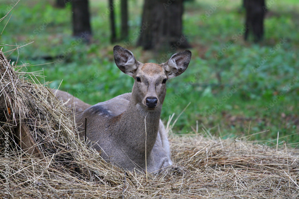 sika deer (Cervus nippon)