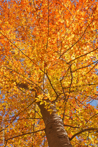 Fall leaves of an American beech vertical