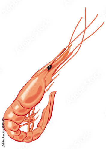 langostino, marisco crustáceo