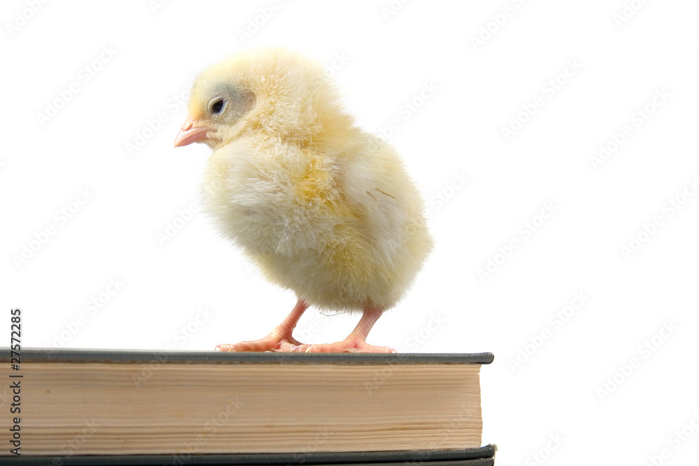 Chicken and book. Chicken and book.