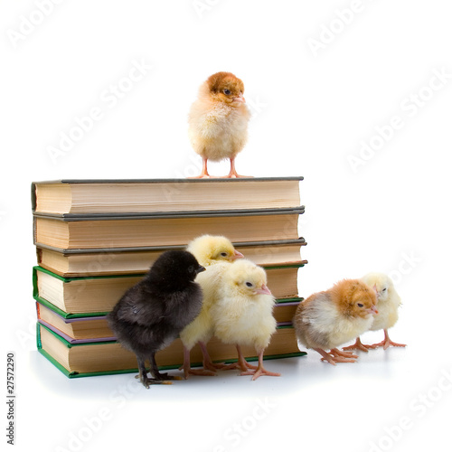 Chickens and books.