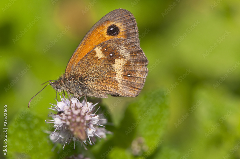 gatekeeper butterfly in english countryside gatekeeper butterfly in english countryside