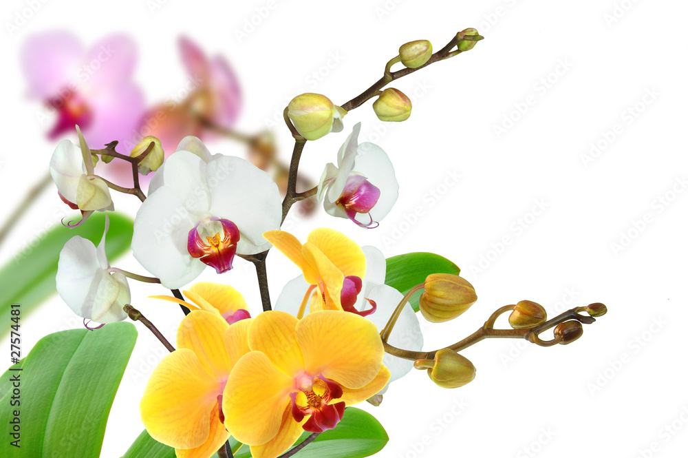 Fototapeta premium Orchideen 95