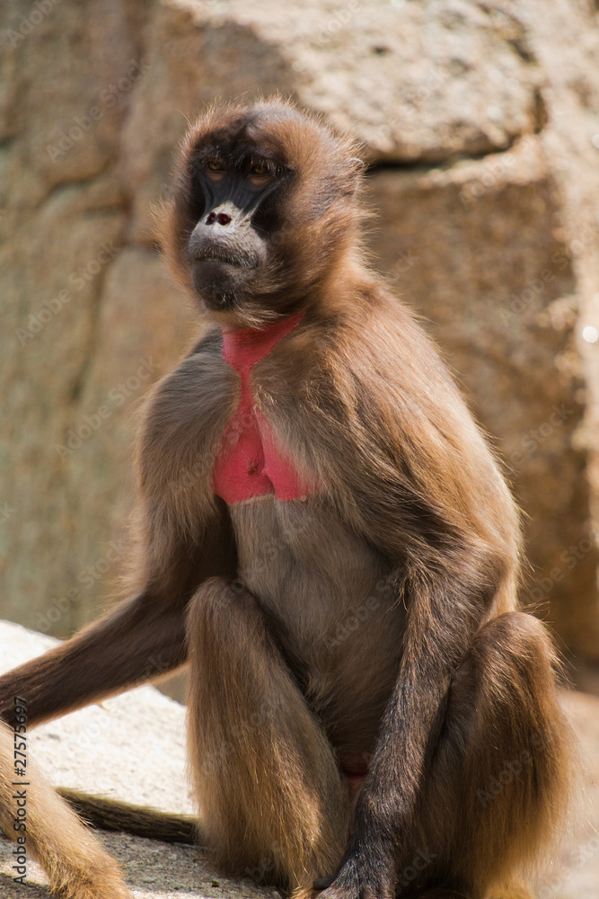 Fototapeta premium Gelada baboon