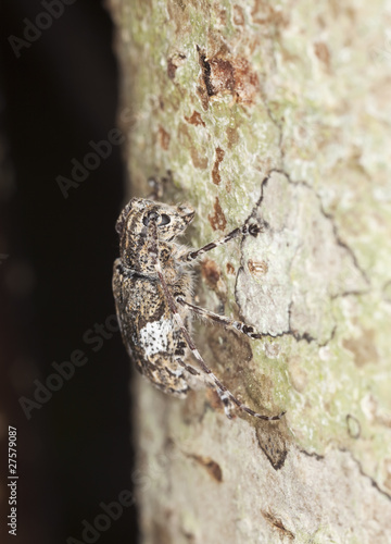 White-clouded longhorn beetle (Mesosa nebulosa)