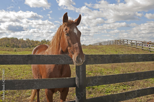 Beautiful bay horse behind a fence surrounded by a blue sky.