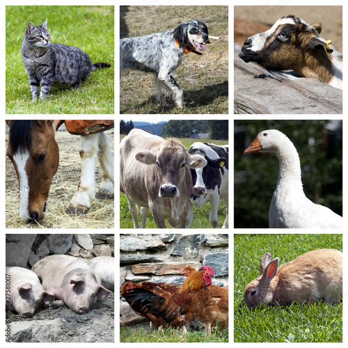 Carta da parati i cervi - Carta da parati Animali della fattoria - collage