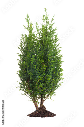 Tablou canvas Small pine tree isolated on white