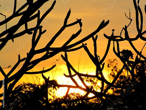 sunset behind branch