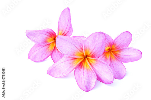 Pink Plumeria flowers isolated on white background