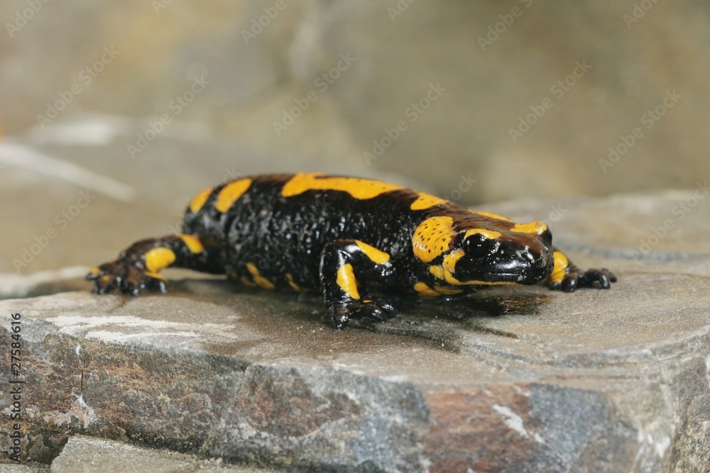 Salamander Salamander