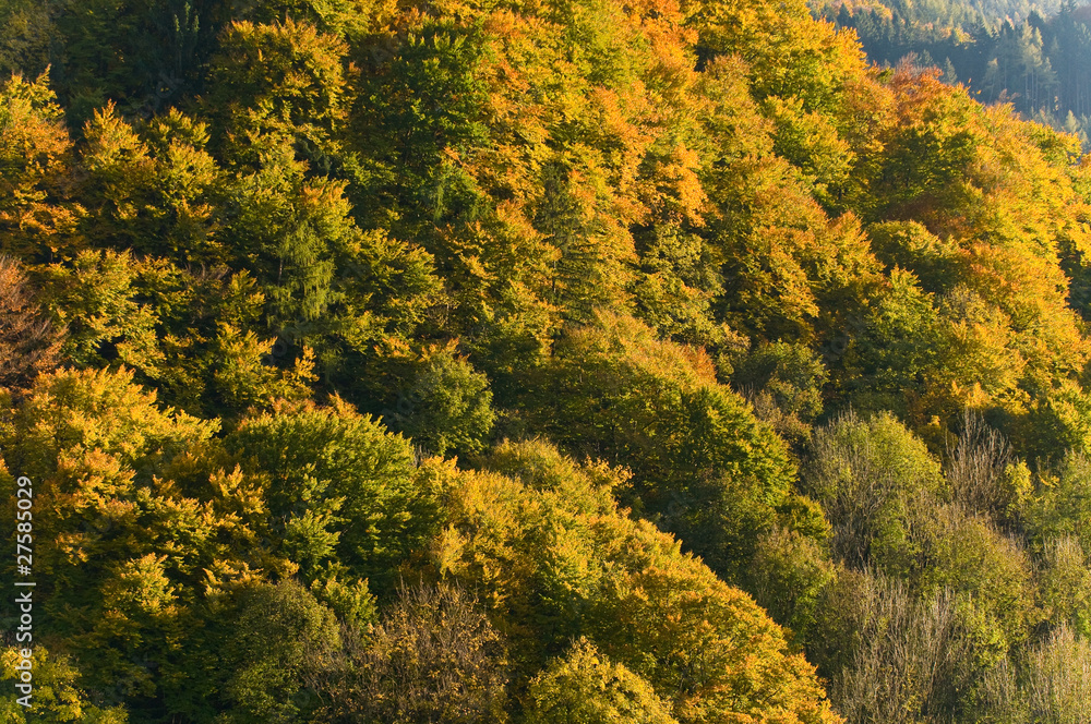 herbstwald