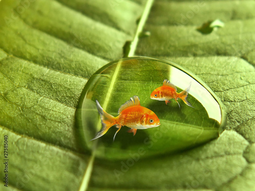 Photography les poissons rouges