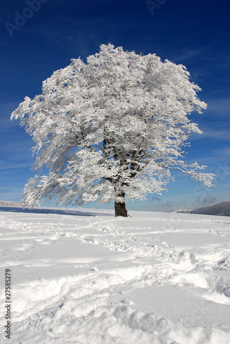 Schneebaum photo