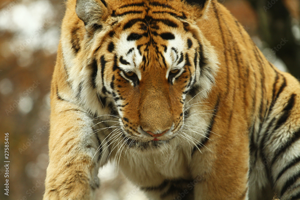 tigre tigre