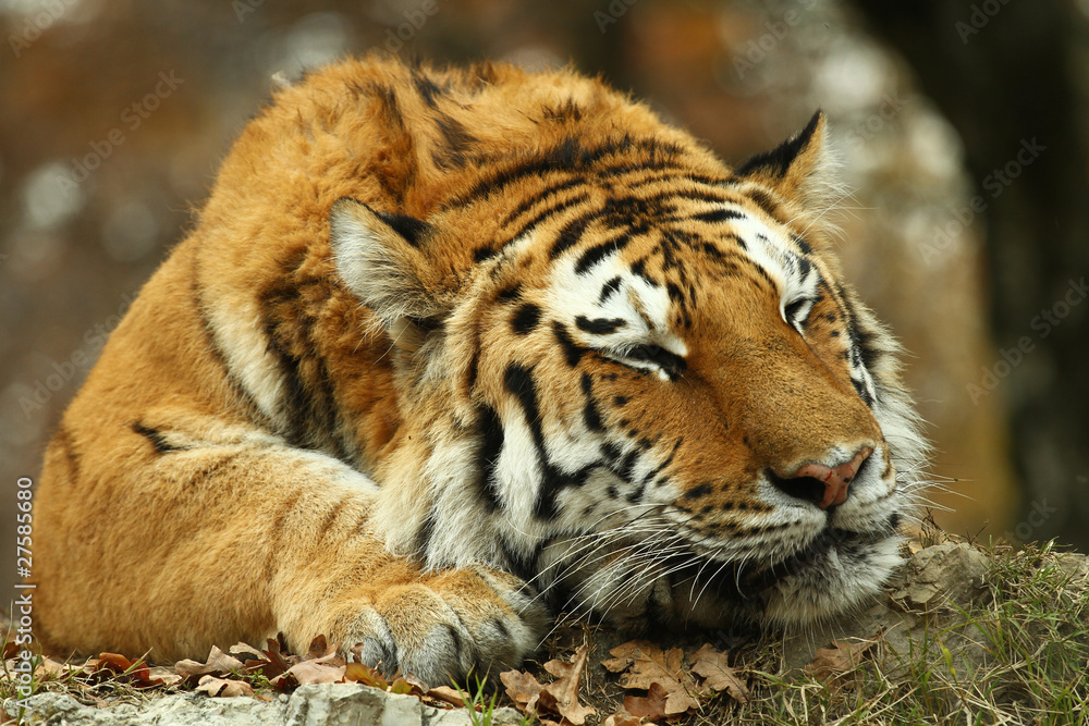 Fototapeta premium tigre
