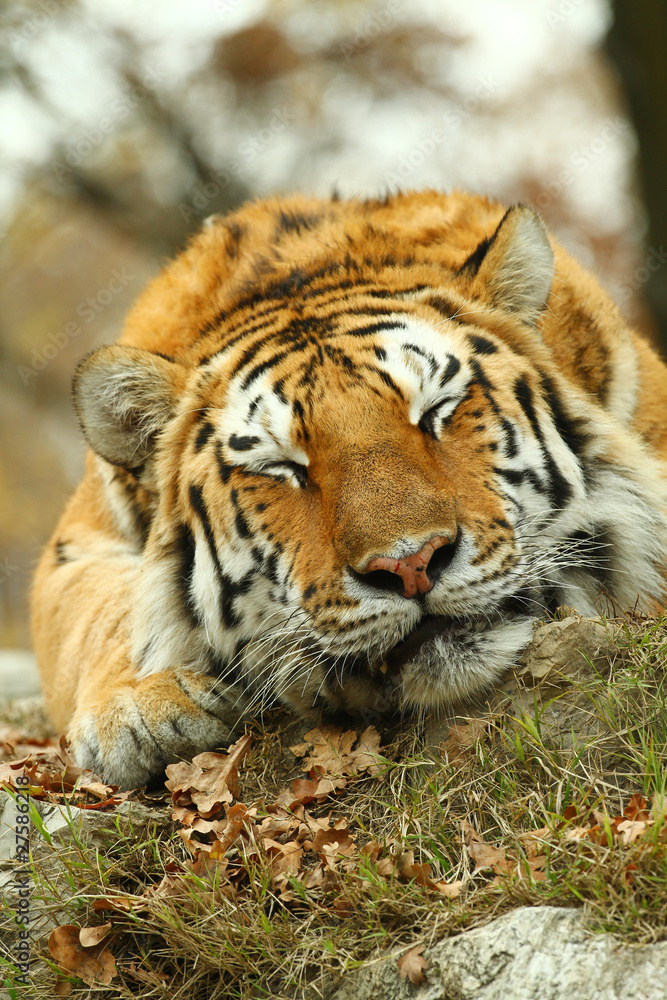 Fototapeta premium tigre