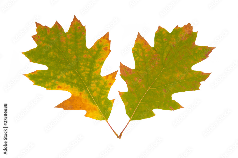two green autumn leaves two green autumn leaves