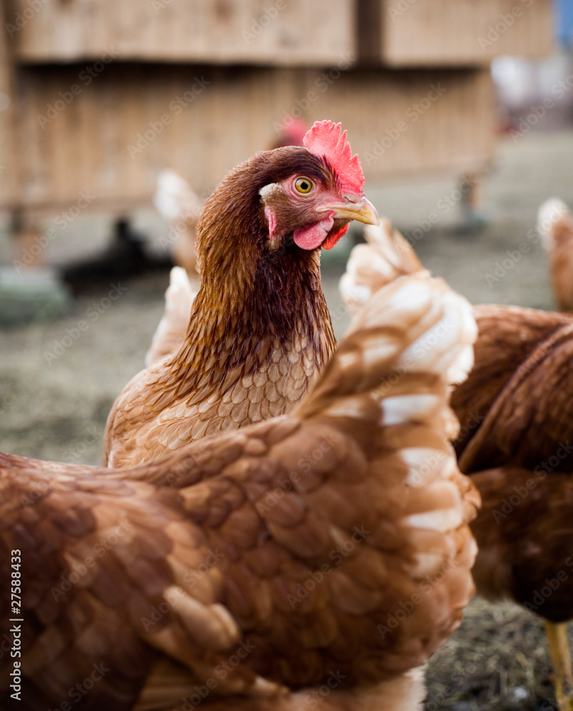 Free range organic chickens and hens