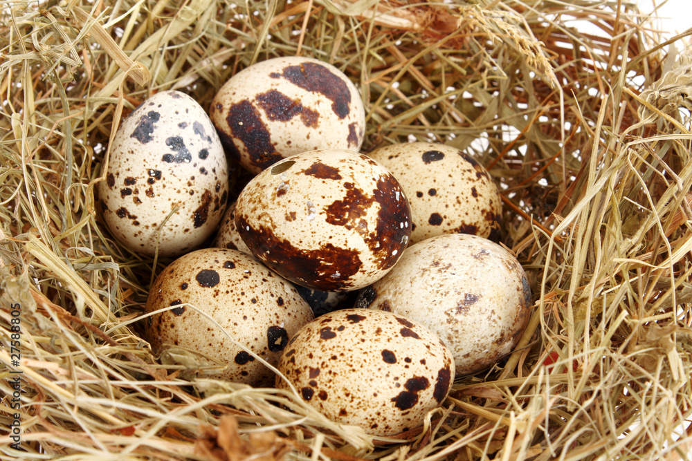 quail eggs in hay quail eggs in hay