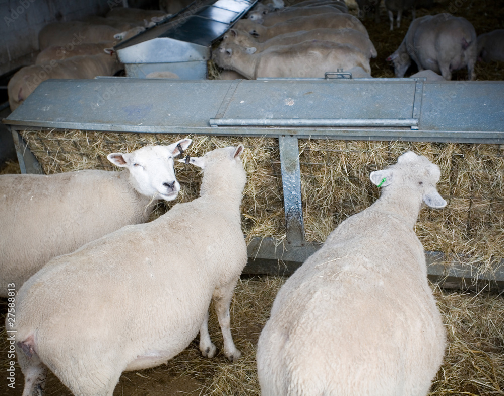 Fototapeta premium Pregnant sheep feeding