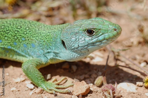 perleidechse  ocellated lizard  Timon tangitanus