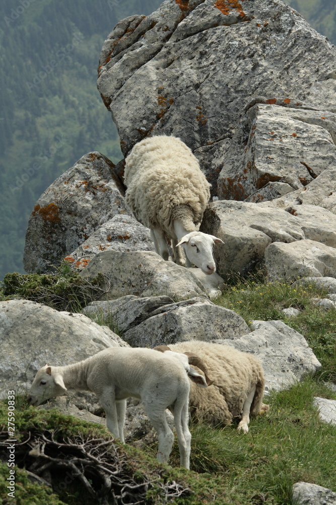 Fototapeta premium Mouton et agneau