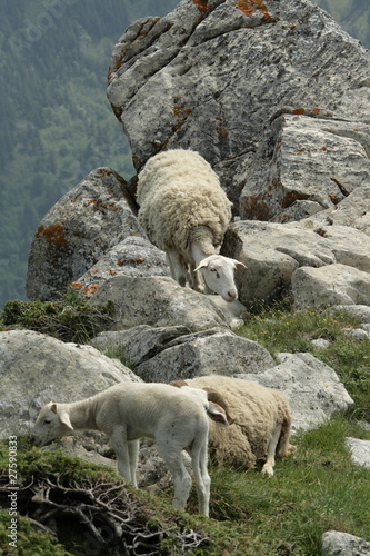 Mouton et agneau