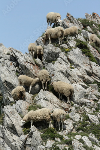 Troupeau de mouton