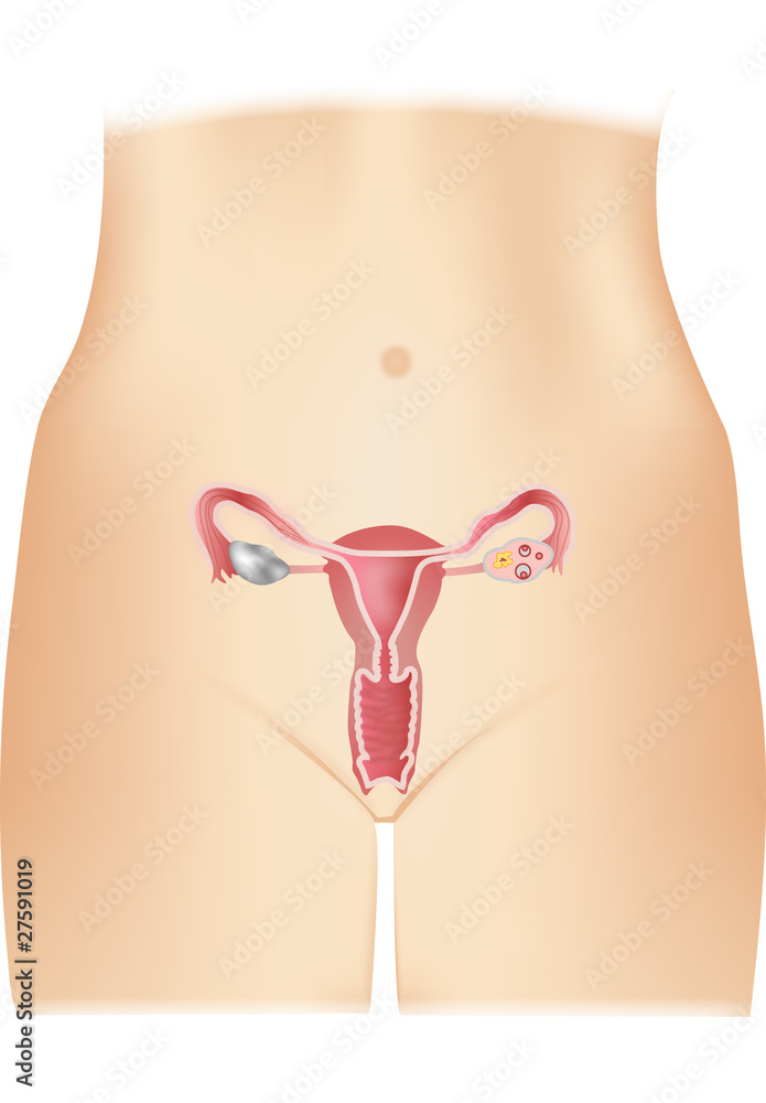 Female genital organs Female genital organs
