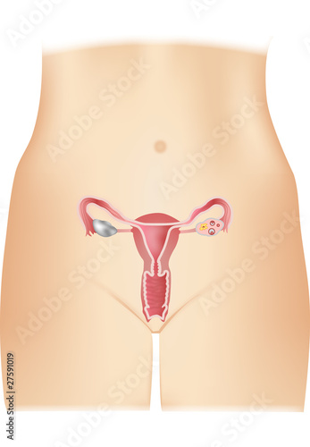 Female genital organs