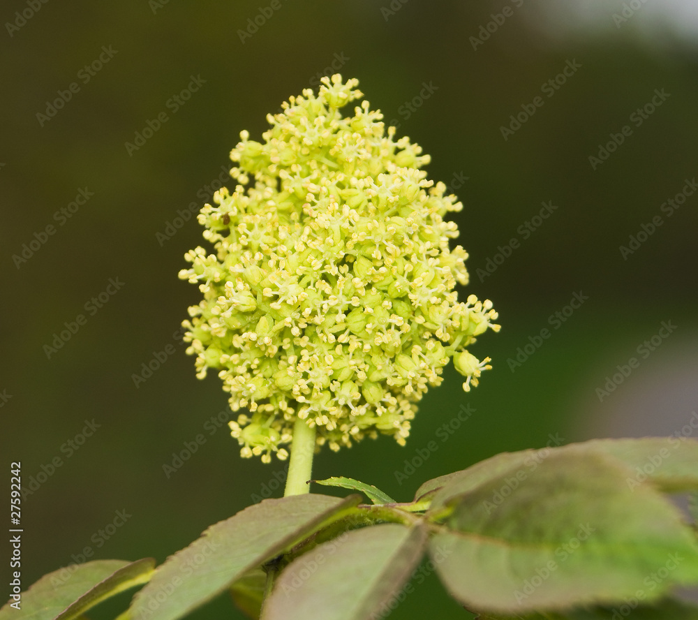 Bez koralowy Sambucus racemosa