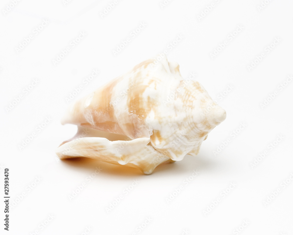 Shell Shell