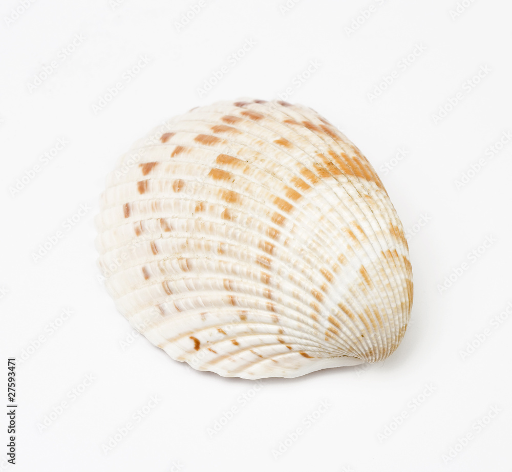 Shell