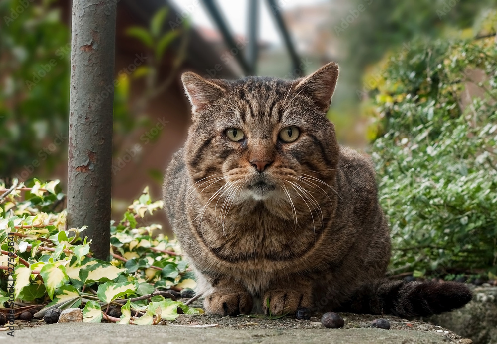 Tabby cat facing camera in garden