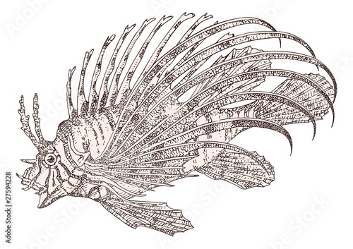 Fish zebra Pterois volitans vector