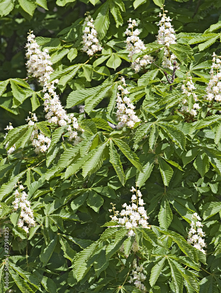 Flowering chestnut Flowering chestnut