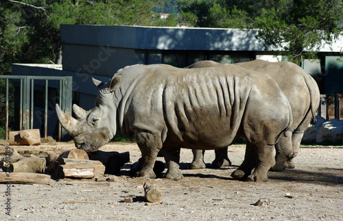 Rhinocéros photo