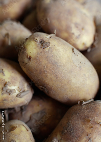 Organic Jersey Potatoes