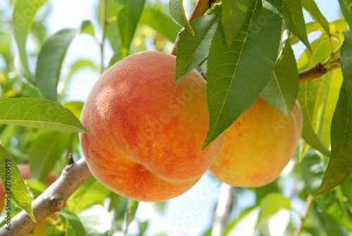 peach on peach tree