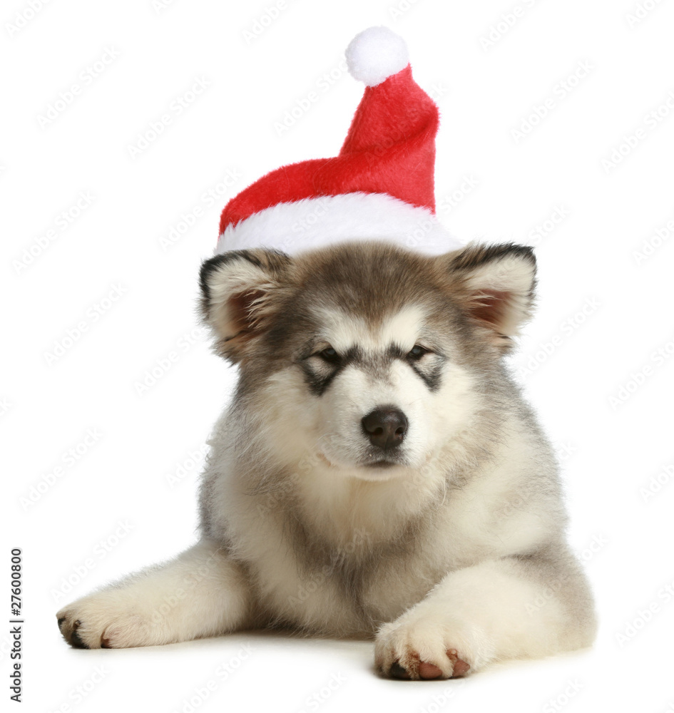 Obraz premium Husky puppy (3 months) in a Christmas cap