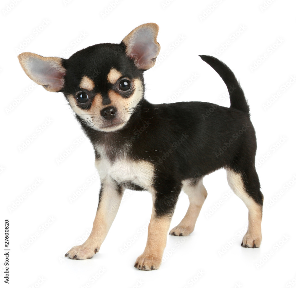 Funny puppy Chihuahua (2 months)