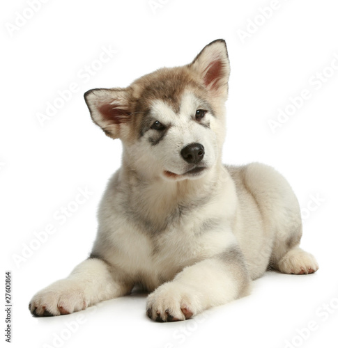 Wallpaper Mural Puppy malamute (3 months) Torontodigital.ca