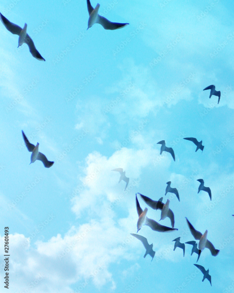 Obraz premium birds