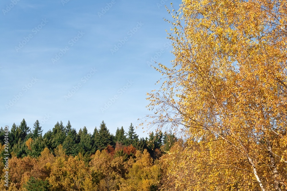 Fototapeta premium Autumn forest