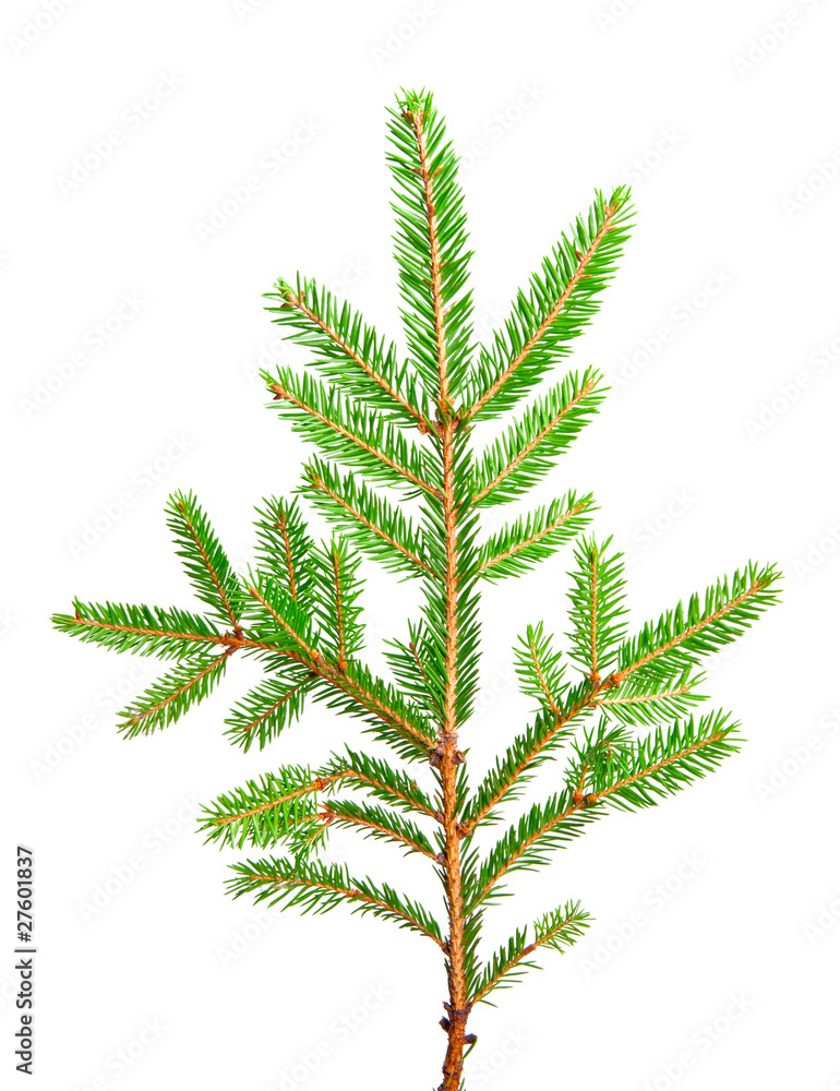 fir fir