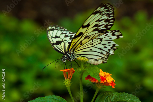 Idea Leuconoe butterfly